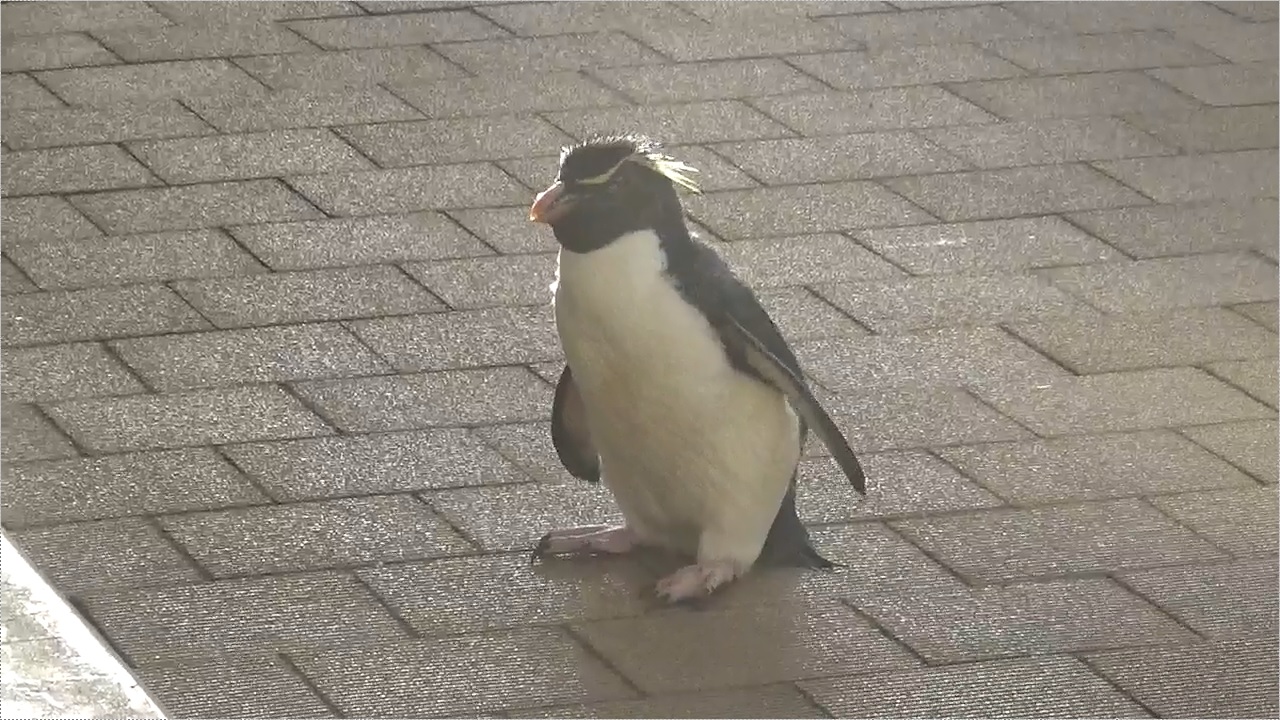 【在庫処分】 マリンピア日本海：イワトビペンギンの特別解説 - あにまる 絵画