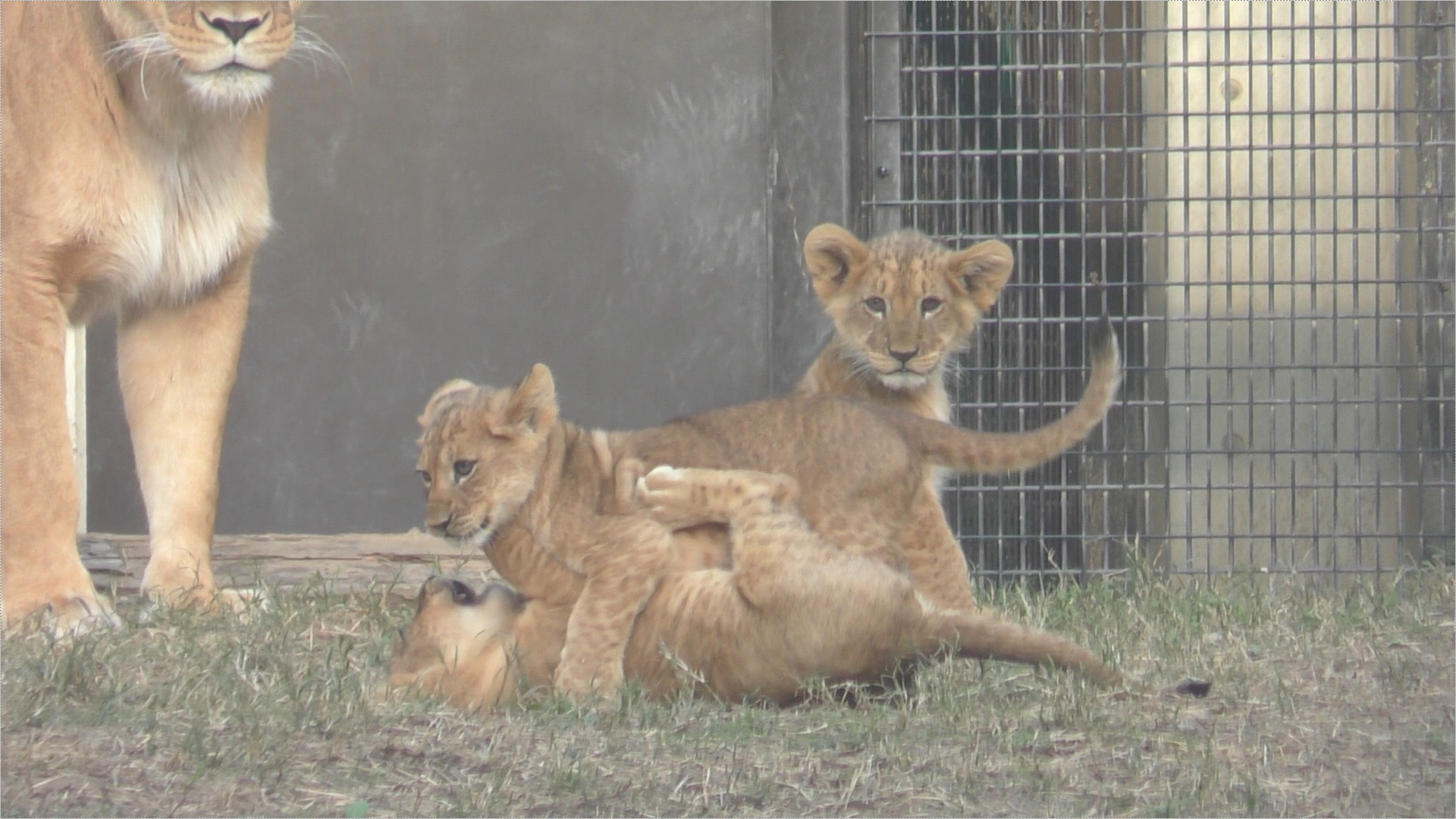 動物園情報】 ” 夏の大三角形 ” にちなんだライオンの三つ子の赤ちゃん